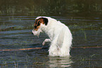 badender Jack Russell Terrier