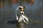 spielender Jack Russell Terrier