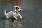 spielender Jack Russell Terrier