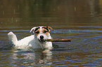 spielender Jack Russell Terrier