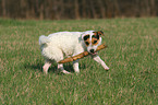 spielender Jack Russell Terrier