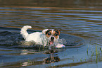 spielender Jack Russell Terrier