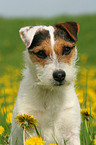 Jack Russell Terrier Portrait