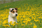 Jack Russell Terrier in Blumenwiese