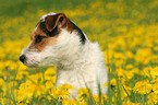 Jack Russell Terrier in Blumenwiese