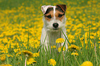 Jack Russell Terrier in Blumenwiese