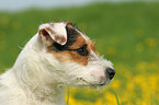 spielender Jack Russell Terrier