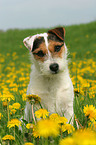 sitzender Jack Russell Terrier