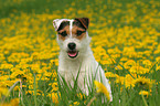 Jack Russell Terrier in Blumenwiese