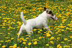 Jack Russell Terrier in Blumenwiese