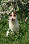 sitzender Jack Russell Terrier im Frhling