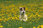 Jack Russell Terrier in Blumenwiese