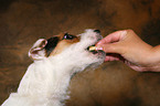 Jack Russell Terrier wird gefttert