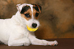 fressender Jack Russell Terrier