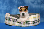 liegender Jack Russell Terrier