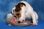 Jack Russell Terrier frisst Schuh an