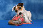 Jack Russell Terrier frisst Schuh an