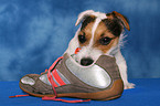 Jack Russell Terrier frisst Schuh an