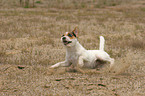 Jack Russell Terrier im Sand