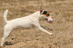 spielender Jack Russell Terrier