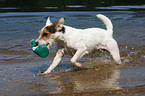 spielender Jack Russell Terrier