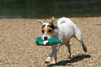 spielender Jack Russell Terrier