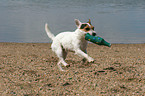 spielender Jack Russell Terrier