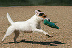 spielender Jack Russell Terrier