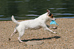 spielender Jack Russell Terrier