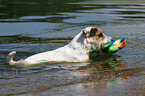 spielender Jack Russell Terrier