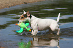 spielender Jack Russell Terrier