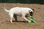 Jack Russell Terrier mit Spielzeug