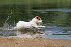 springender Jack Russell Terrier