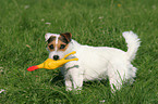 apportierender Jack Russell Terrier