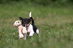 spielender Jack Russell Terrier Welpe