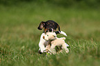 spielender Jack Russell Terrier Welpe