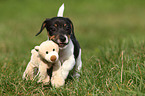 spielender Jack Russell Terrier Welpe