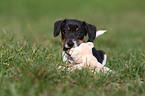 Jack Russell Terrier Welpe