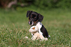 Jack Russell Terrier Welpe