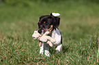 spielender Jack Russell Terrier Welpe