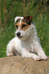 liegender Jack Russell Terrier