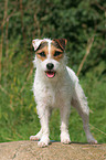 stehender Jack Russell Terrier