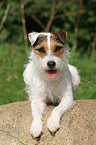 liegender Jack Russell Terrier