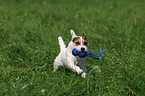 spielender Jack Russell Terrier