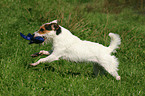 spielender Jack Russell Terrier