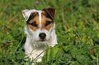 Jack Russell Terrier Portrait