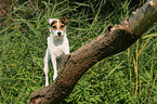 stehender Jack Russell Terrier