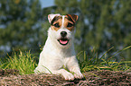 liegender Jack Russell Terrier