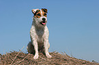 sitzender Jack Russell Terrier