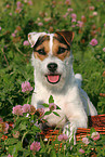 liegender Jack Russell Terrier